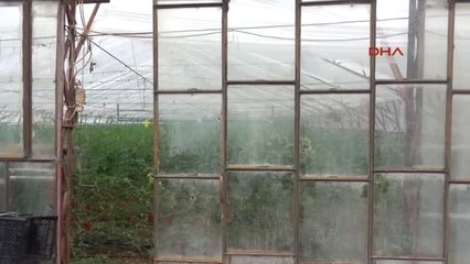 Antalya Gazipaşa'dan Hormon ve İlaç İddialarına Tepki