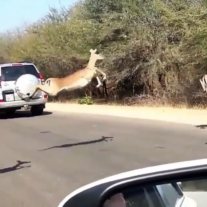 Brave Dare Crossing road