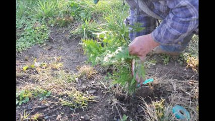 Guide  to      Growing a Green Giant Arborvitae