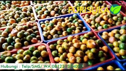 Proses Pengemasan Buah Furisuka Indonesia