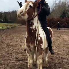 Beautiful Horse Jump - Slow Motion