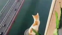 Sad cat - sitting along