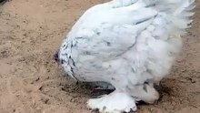 Beautiful white Chicken r
