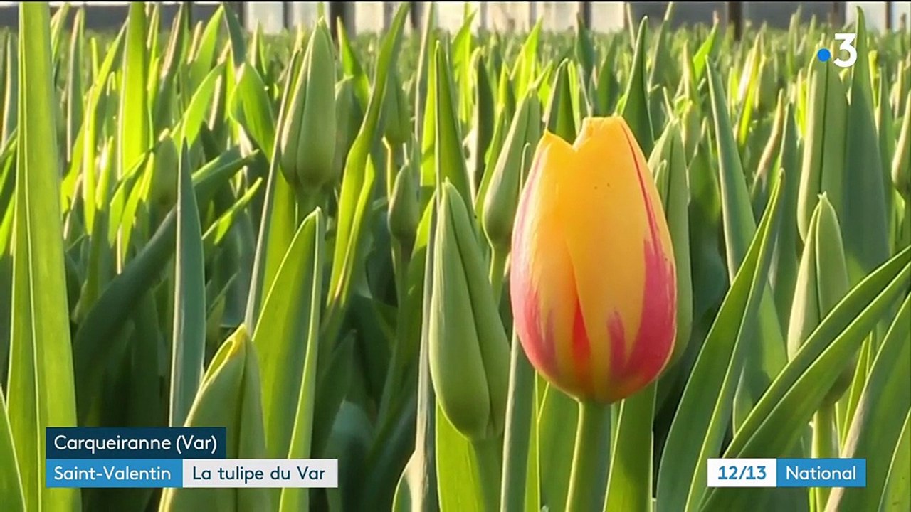 Fleurs : la culture de la tulipe dans le Var