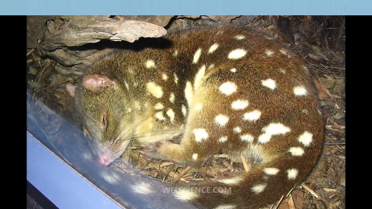 Tiger_quoll_-_Video_Learning