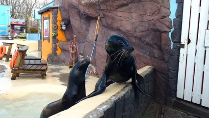 Mont Mosan à Huy: les animaux préservés du froid