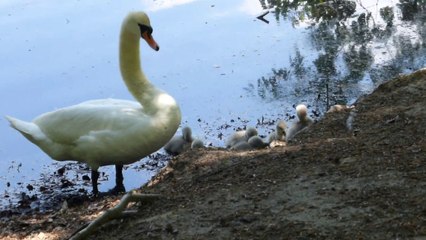 2017-05-22  Swan Story 07