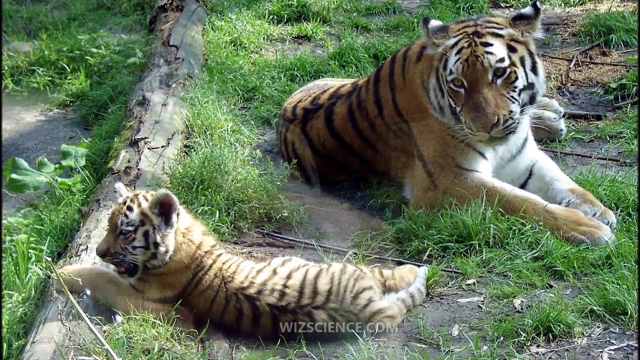 Siberian_tiger_-_Video_Learning_