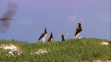 These Animals Can Freeze and Come Back to Lif |Wildlife | by--Vid Mix