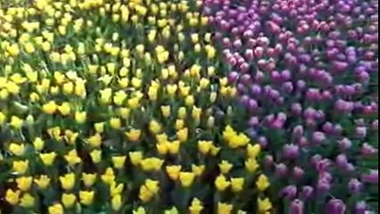 قصيدة قران بلا قرين للدكتور الشاعر جمال الخالدي من وجدة المغرب