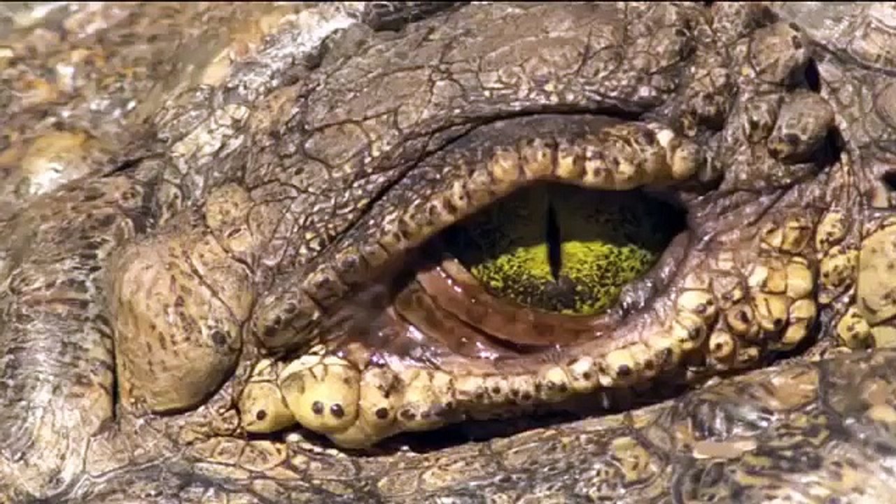 Angry_Mother_Hippo_Attack_Crocodile_After_Baby_Hippo_is_Eaten.