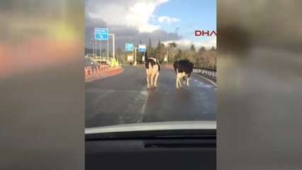 İzmir İneklerin Trafikteki Yolcuğu Sürücüleri Zorladı