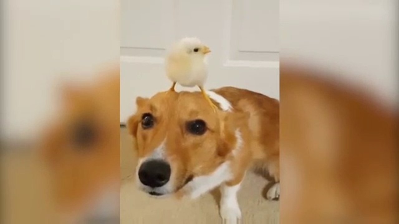 Cutest Corgi Compilation || Best Funny Corgi Videos Ever..!!