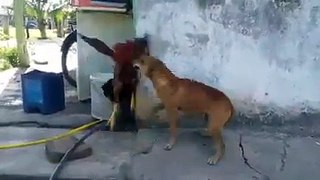 Dog fight in india