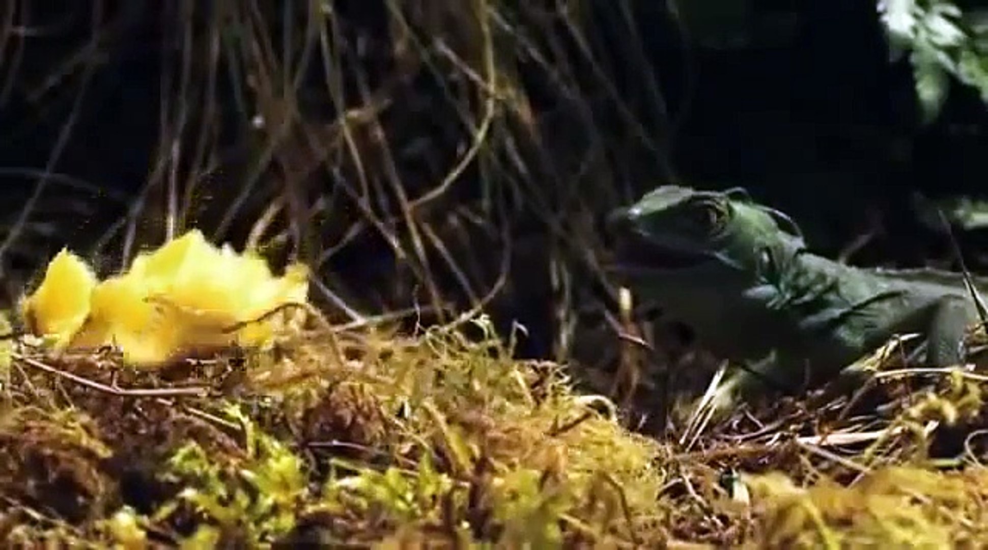 ⁣Animal Planet -  Predators of the Forest