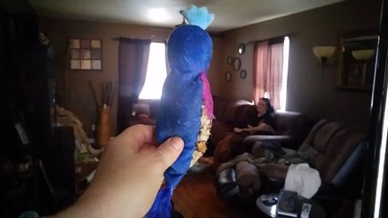 Doberman Pinscher playing monkey in the middle