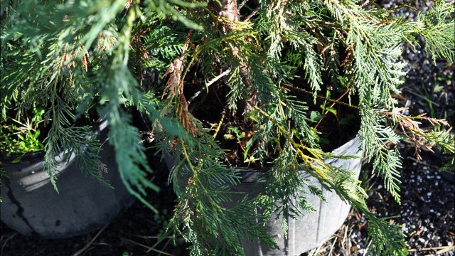 How we grow Mimosa trees from seedlings we find in our nursery