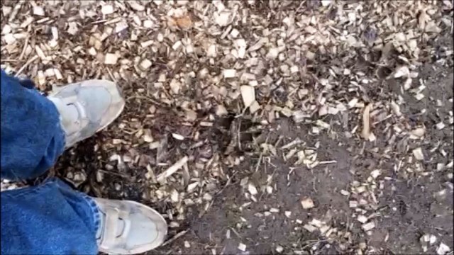 Hunt Coyotes near Doylestown Pa Call 215 651 8329