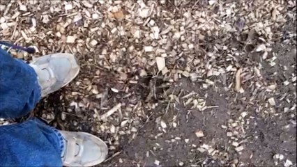 Hunt Coyotes Here near Doylestown Pa