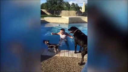 Perrito hace surf sobre la espalda de otro perro