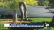 Un énorme serpent à sonnette découvert dans un jardin d'Alpine aux USA... Belle bête