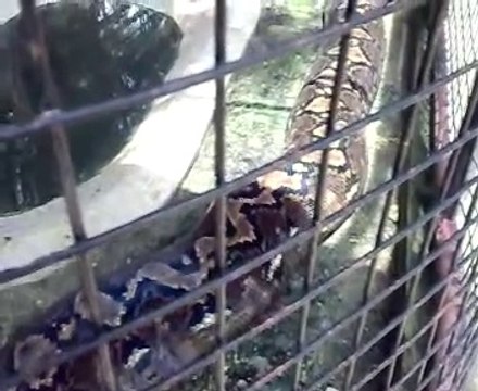 Regardez la taille de ce serpent prénommé Prony.... Filmé à Bohol (Philippines)