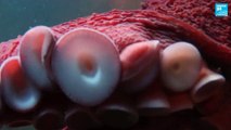 Scientists invent octopus inspired robotic skin