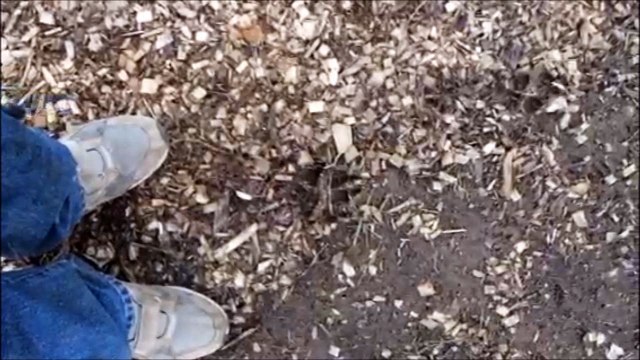 Hunting Coyotes Here near Doylestown Pa Call us at 215 651 8329