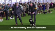 It's dog-eat-dog as canine contest kicks off in New York