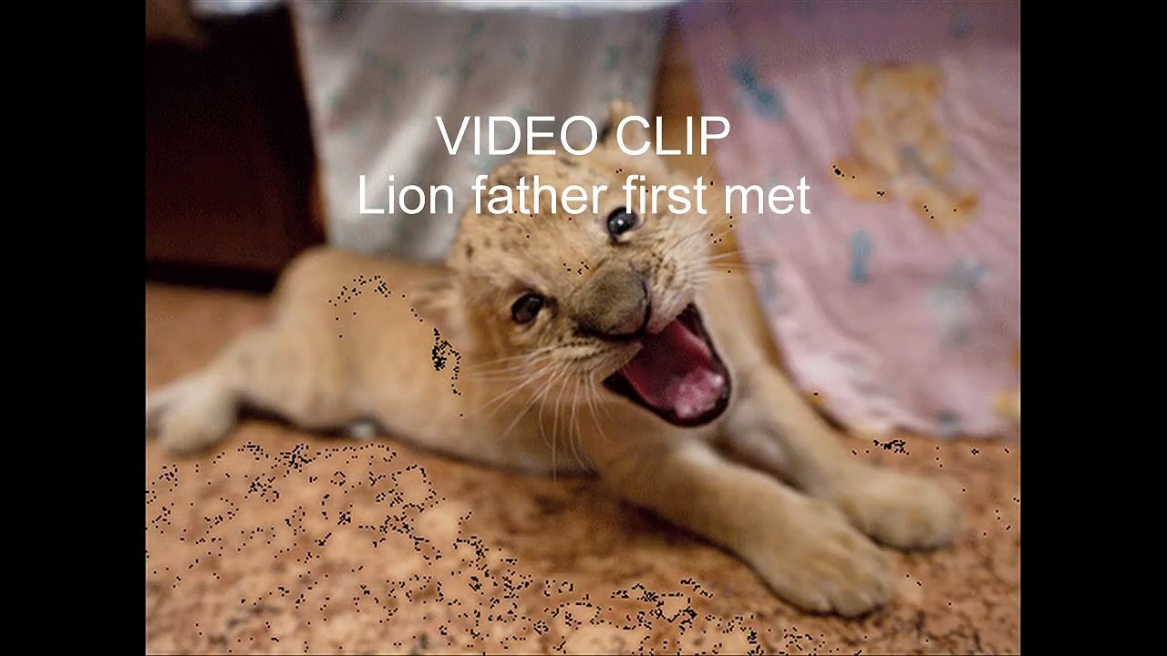 Lion_father_first_met