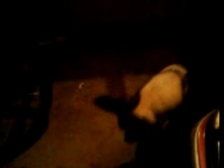 American Staff bien dréssée