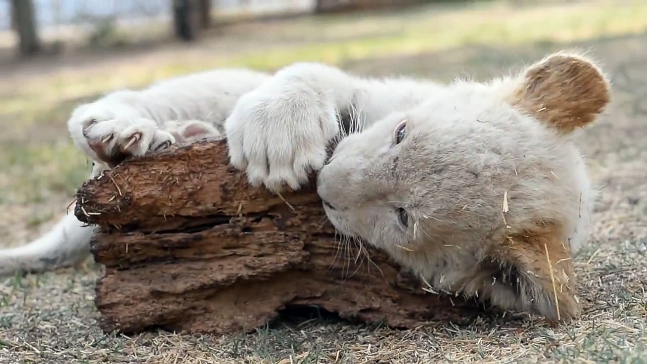 Lion_cub_playing_with_a_wood_piece