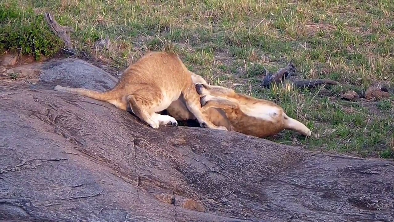 Lion_Cubs_playing_at_Masai_Mara_Game_Reserve_[HD]