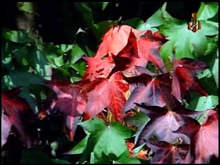 ĐOẠN TUYỆT | CHẾ LINH