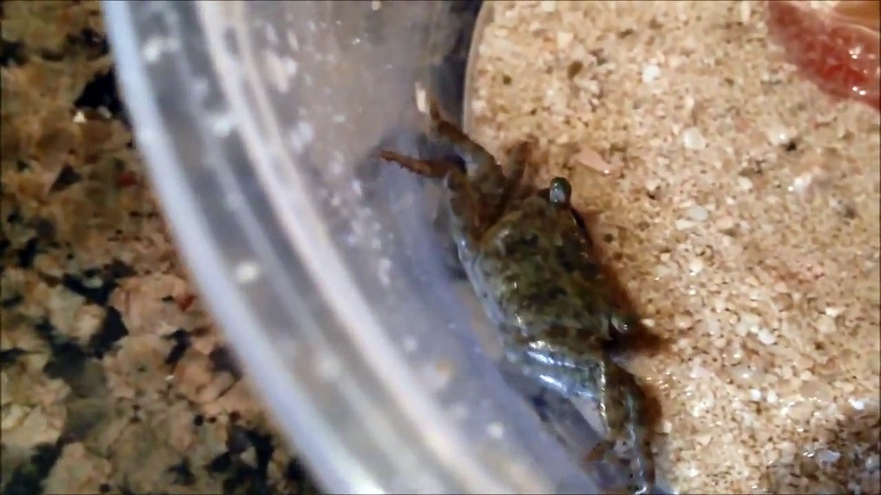 Little_Crab