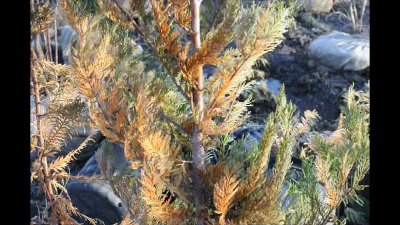 I Admit...Leylands Can Be Ugly