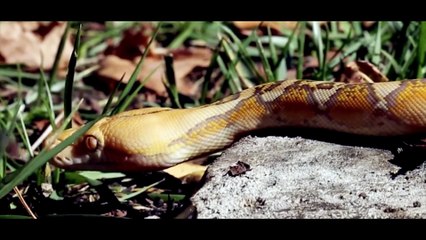 AJ Mercedes - Lobrego Amor (Official Video) - AJ Mercedes