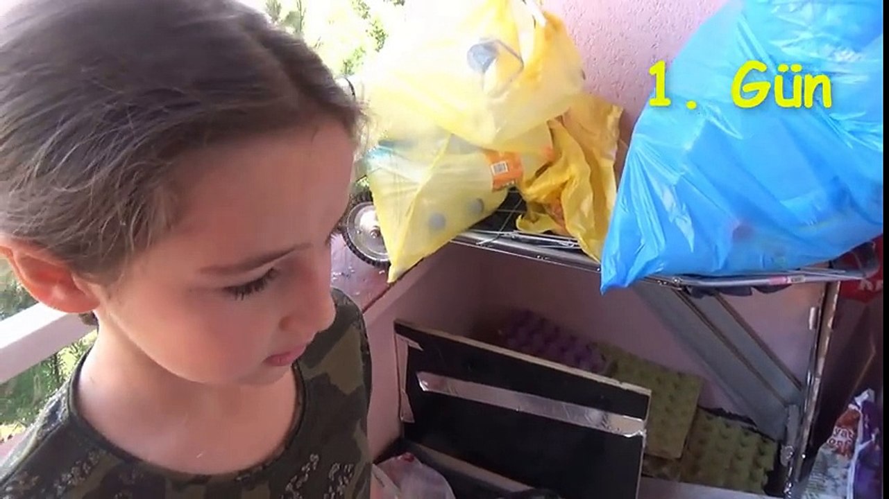Balkondaki Davetsiz Misafir ve Sürpriz  Yumurta Sevimli Güvercin Yavrusu❤