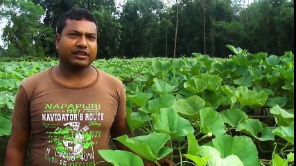Organic Gourd Cultivation gets popular in Lalmonirhat_HIGH