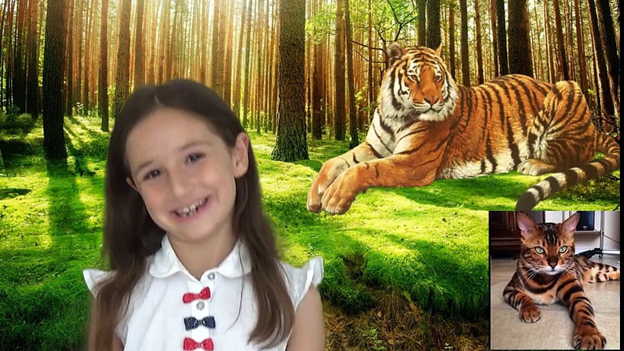 Vahşi Orman Hayvanlarını Öğreniyoruz | Çocuklar için Vahşi Hayvanlar | Eğitici Video