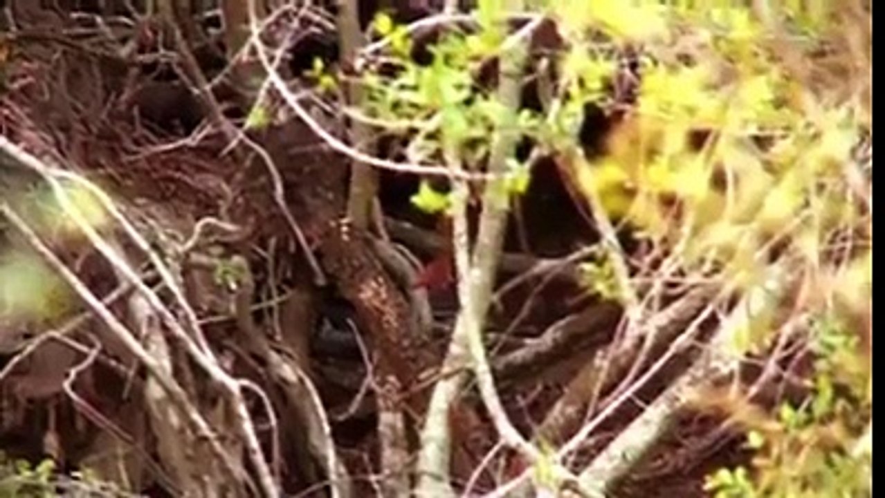 الثعبان_يقتل_صغير_النمر__The_snake_kills_a_small_tiger