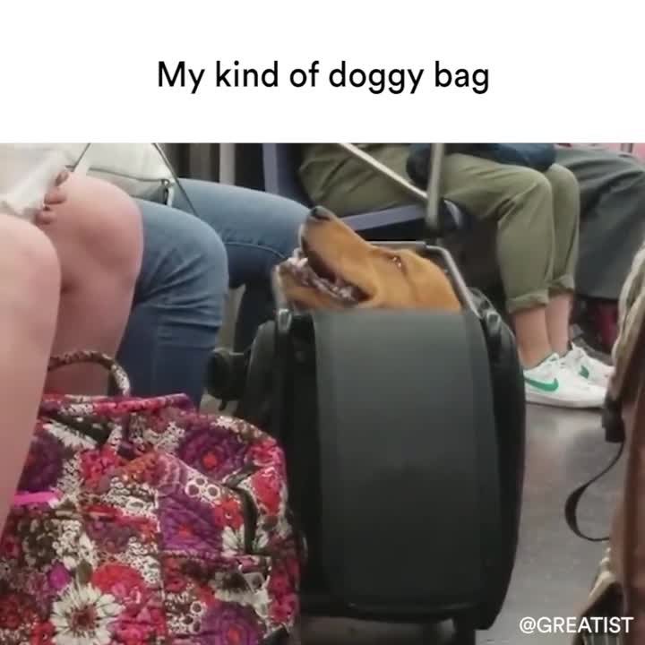 Doggy Bag