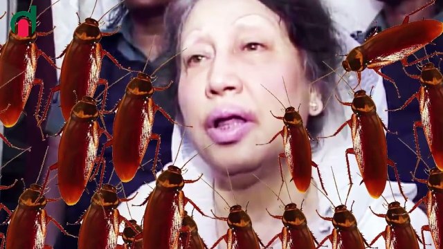 তেলাপোকার কামড়ে গুরুতর আহত খালেদা জিয়া । দেখুন খালেদা জিয়ার করুন কাহিনী