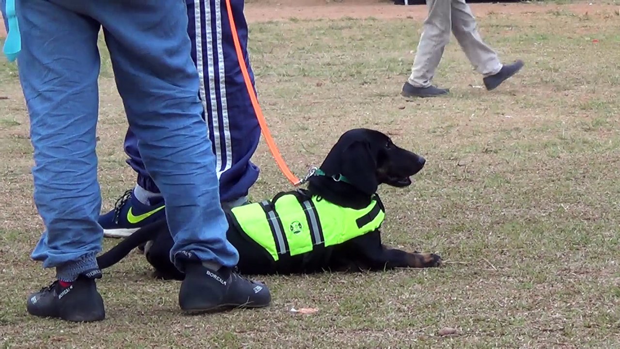 Cute Black Dog