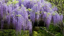 The Wisteria Flower Tunnel in Japan Is the Most Magical Place Ever