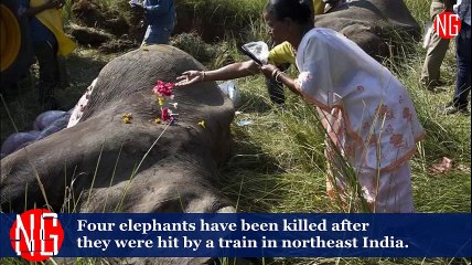 India Train Hit 5 Elephants, 4 Are Killed