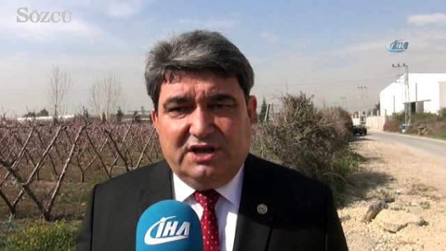 Nektarin kış ortasında çiçek açtı görenler şaştı