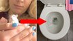 College girl says Spirit Airlines told her to flush her emotional support hamster - TomoNews