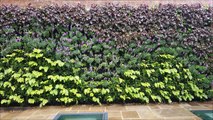 Green Living Walls Roofing Green Infrastructure Scotscape Landscaping and Vertical Planting Systems