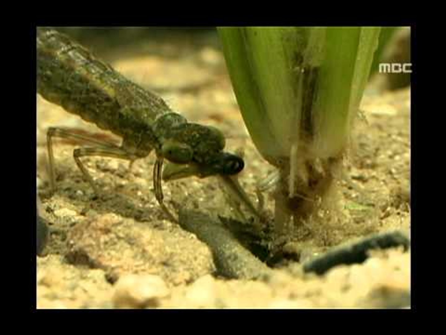 Life of dragonfly larva in water - Secrets of the Dragonfly, #04, 잠자리 유충의 물 속 생